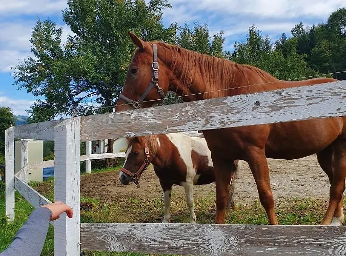 Apartma Ribnica na Pohorju